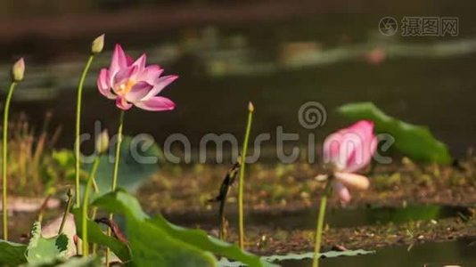 风吹粉红莲花、水吹芽视频