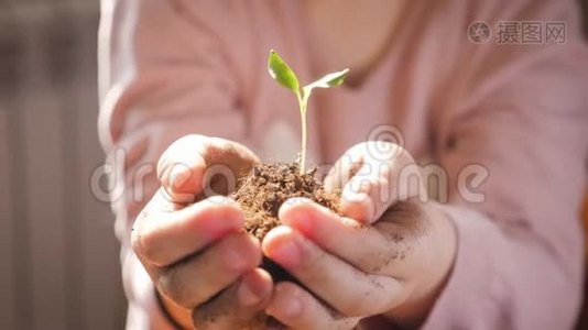 女孩手里拿着年轻的绿色植物。 生长，呵护，保护地球，生态的理念和标志..视频