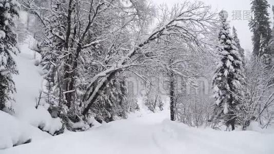 大雪期间的冬季森林。视频