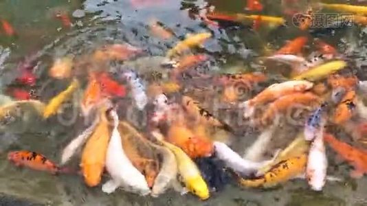 锦鲤成群结队地争抢食物，数以百计的花鲤鱼在游泳池里，喂食五颜六色的花鲤鱼视频