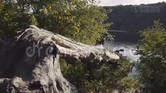 大自然的风景和水中的一棵老破树视频