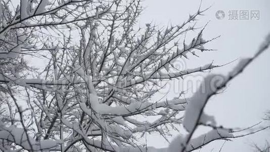 在多云的雪天气下，冬天的雪丛。 模糊的圣诞节背景。 雪中的树。 冬季视频