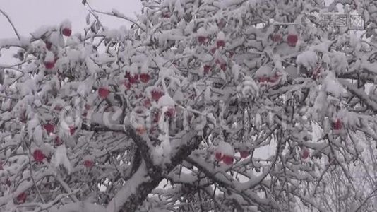 暴风雪覆盖着雪苹果果实在树上收获视频