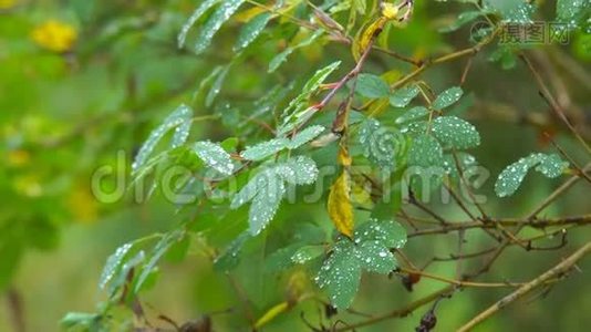 雨滴在叶面上视频