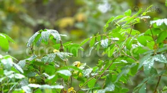 雨滴在叶面上视频