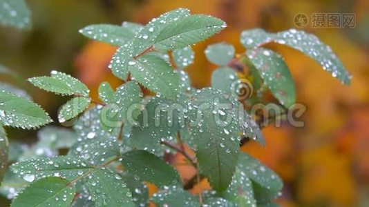 雨滴在叶面上视频