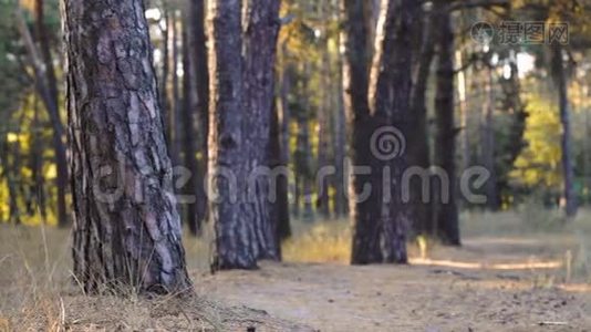 骑自行车的人骑在松林里的小径上视频