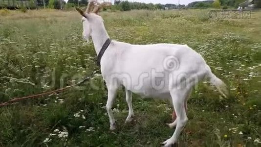 乌克兰村庄，一只长角的白山羊在铁路旁的绿色草地上吃草视频