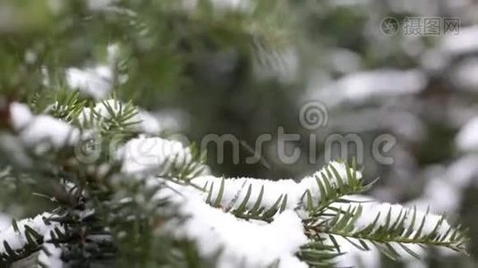 在植物园里，圣诞树上的树枝被雪覆盖着视频