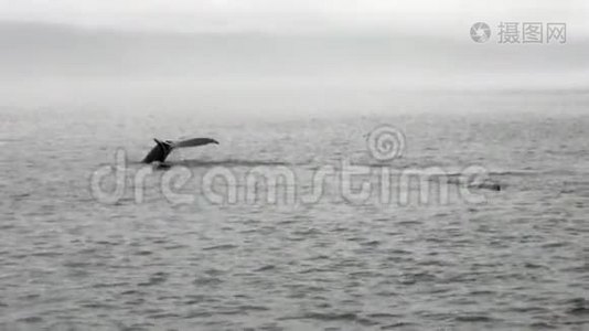一条鲸鱼的尾巴潜入阿拉斯加的太平洋。视频