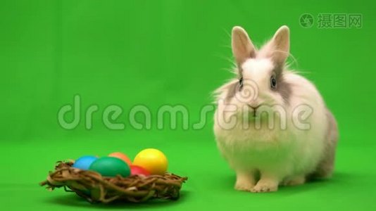 复活节兔子坐在鸟巢附近，绿色背景上有五颜六色的鸡蛋视频