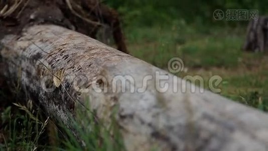 林中一棵倒下的树.. 焦点从树移动到小穗。视频