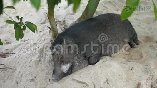 可爱的肥猪睡在树下。 特写高清。视频