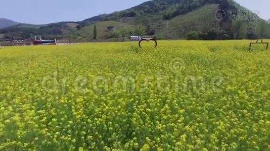 金海铁路、金海、韩国、亚洲盛开的玉彩卡诺拉花视频