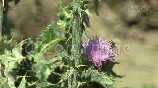 植物乳蓟、水飞蓟或马莲草，用于医药和民间治疗和视频