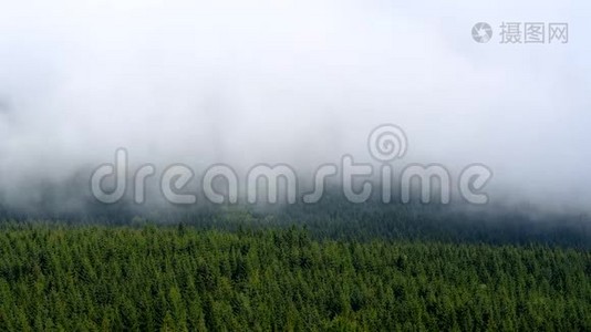 秋天的雾在树间飘过风景视频