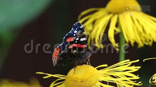 红海军上将（瓦内萨阿塔兰特）蝴蝶在鹰嘴花上采集花蜜视频