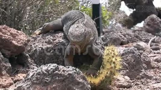 加拉帕戈斯群岛岩石海岸上吃仙人掌的巨大的鬣蜥。视频