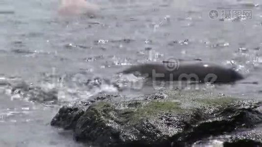 在加拉帕戈斯海滩附近的水中密封放松。视频