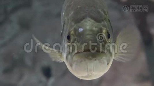 丑陋的鱼类海洋生物视频
