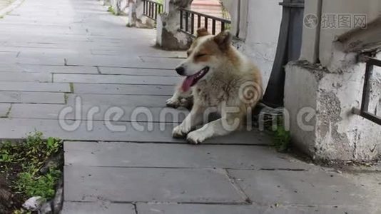 无家可归的白发苍苍的狗躺在格鲁吉亚城市锡格纳吉的街道上，伸出舌头呼吸视频