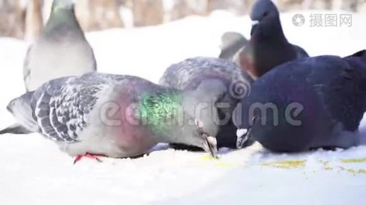 鸽子在雪地里吃谷物。 在阳光明媚的霜天，灰鸽子在雪中成群地啄食视频