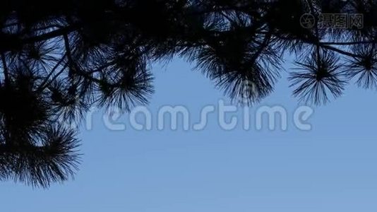 蓝天上的树枝视频