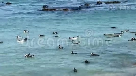 非洲企鹅游泳视频