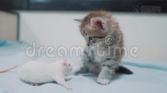 小灰猫和白鼠互相嗅着.. 有趣的稀有视频老鼠老鼠和可爱的小猫友谊宠物视频