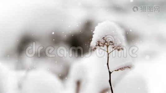 雪天冰花的生活背景。 这个背景可以用很多方法来增加生命。视频