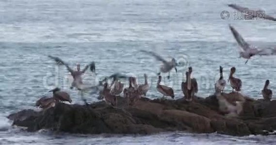 4K难以置信的野生动物镜头，在哥斯达黎加的海滩觅食。视频