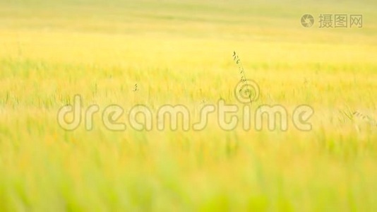 夏季生长在大麦地的青燕麦草。 成熟玉米的田间视频