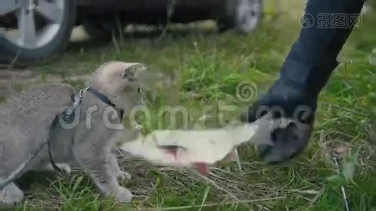 英国短毛猫靠近长矛捕鱼-在野营中与淡水鱼和渔夫的手在草地上玩耍视频