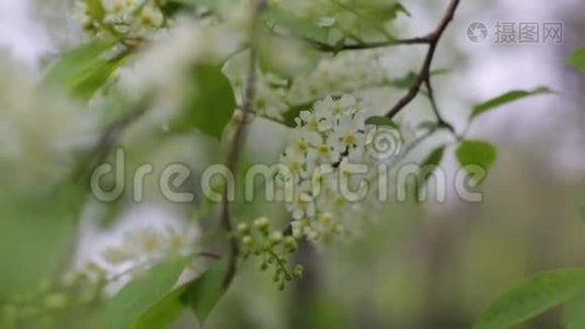 大自然绿叶墙纹理的热带森林植物，上黑色背景.. 多汁的春菜。 美丽美丽视频