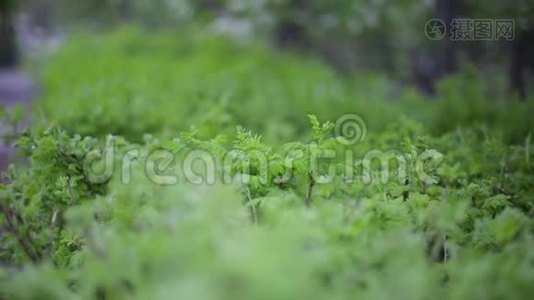 大自然绿叶墙纹理的热带森林植物，上黑色背景.. 多汁的春菜。 美丽美丽视频