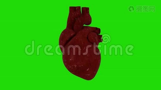 在绿色屏幕上跳动人类的心。 心跳有节奏的动作.. 医学生心脏功能解剖视频