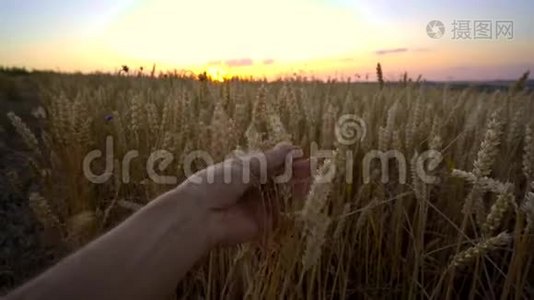 在阳光明媚的秋日，人们用手摸着金黄色成熟小麦的小穗。 有机黑麦摇摆视频