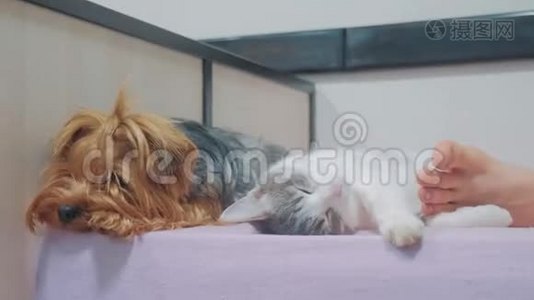 猫和狗睡在一起的滑稽视频。 猫和狗在室内的友谊，在脚下睡觉的生活方式视频