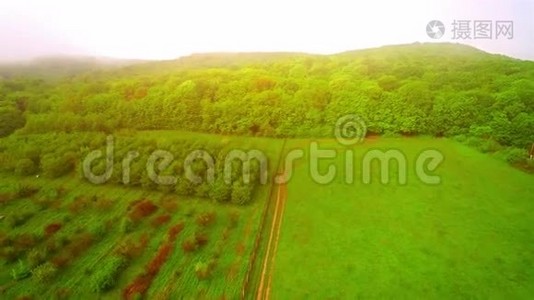 空中飞过美丽的果树花园。 苹果和梨子上覆盖着一层淡淡的薄雾视频