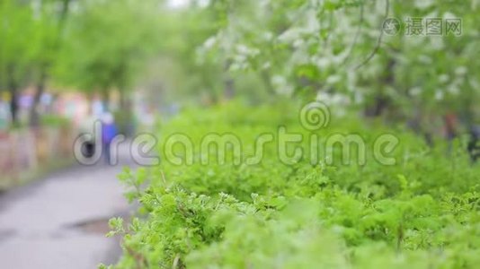 大自然绿叶墙纹理的热带森林植物，上黑色背景.. 多汁的春菜。 美丽美丽视频