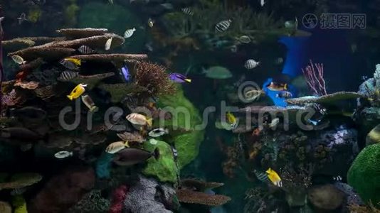 大型水族馆，有珊瑚和热带鱼视频