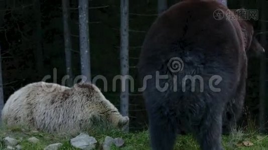 三只大熊在树林里散步视频