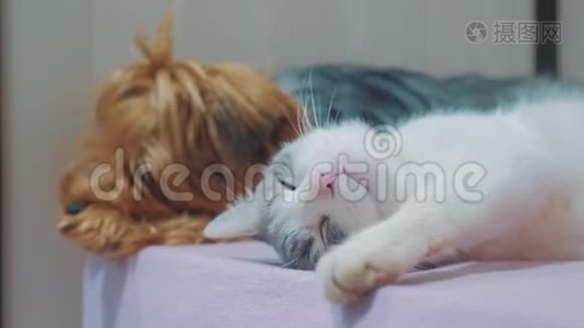 猫和狗在一起睡觉的生活方式有趣的视频。 猫和狗在室内的友谊，睡在脚边视频