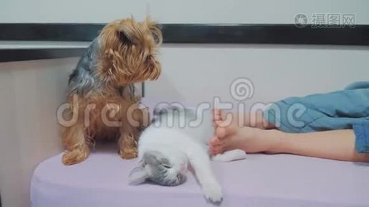 猫和狗睡在一起的滑稽视频。 猫和狗的友谊在室内，睡在主人的脚边视频