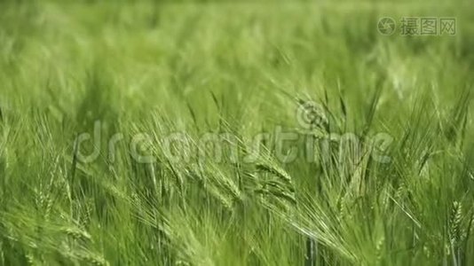 小青小麦和小穗在田野里。 慢动作视频