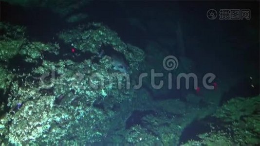 在哥斯达黎加科科斯岛太平洋海底潜水艇潜水。视频