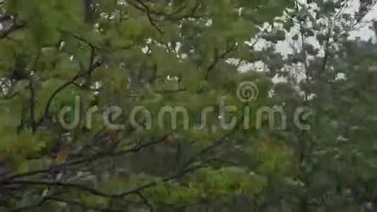 狂风和树木视频
