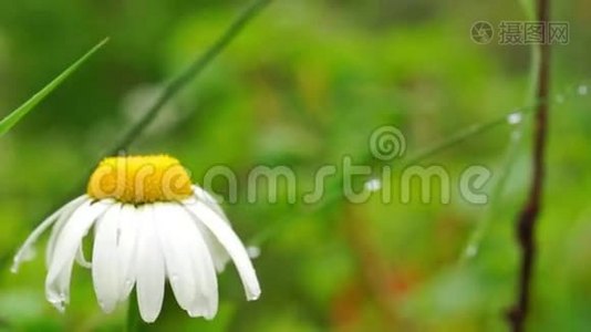 雨后的草地雏菊视频