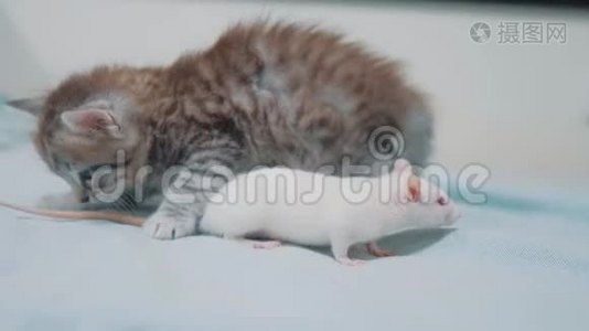 小灰小猫猫和白鼠互相嗅嗅.. 有趣的稀有视频老鼠和小可爱的小猫生活方式视频