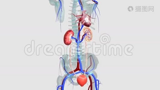 肾脏视频